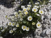 Ranunculus alpestris 17, Saxifraga-Willem van Kruijsbergen