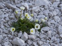 Ranunculus alpestris 18, Saxifraga-Willem van Kruijsbergen