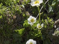 Ranunculus alpestris 19, Saxifraga-Willem van Kruijsbergen