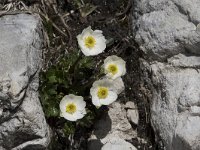 Ranunculus alpestris 20, Saxifraga-Willem van Kruijsbergen