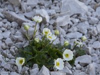 Ranunculus alpestris 21, Saxifraga-Willem van Kruijsbergen