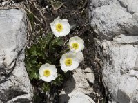 Ranunculus alpestris 22, Saxifraga-Willem van Kruijsbergen