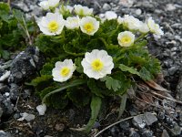 Ranunculus alpestris 23, Saxifraga-Rutger Barendse