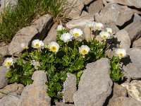 Ranunculus alpestris 26, Saxifraga-Luuk Vermeer