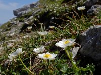 Ranunculus alpestris 27, Saxifraga-Ed Stikvoort