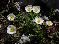 Ranunculus alpestris 28, Saxifraga-Ed Stikvoort