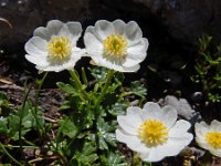 Ranunculus alpestris 29, Saxifraga-Ed Stikvoort