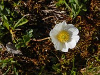 Ranunculus alpestris 31, Saxifraga-Ed Stikvoort