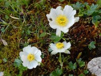 Ranunculus alpestris 32, Saxifraga-Ed Stikvoort