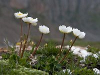 Ranunculus alpestris 34, Saxifraga-Luuk Vermeer