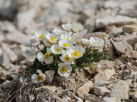 Ranunculus alpestris 36, Saxifraga-Luuk Vermeer