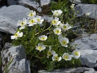 Ranunculus alpestris 4, Saxifraga-Willem van Kruijsbergen