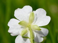 Ranunculus alpestris 40, Saxifraga-Sonja Bouwman  Alpine buttercup - Ranunculus alpestris - Ranunculaceae familie