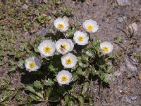 Ranunculus alpestris 41, Saxifraga-Luuk Vermeer