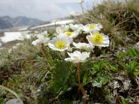 Ranunculus alpestris 44, Saxifraga-Luuk Vermeer