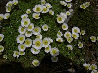 Ranunculus alpestris 45, Saxifraga-Luuk Vermeer