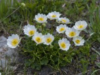 Ranunculus alpestris 47, Saxifraga-Luuk Vermeer