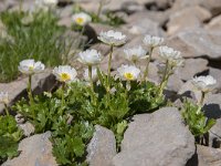 Ranunculus alpestris 49, Saxifraga-Luuk Vermeer