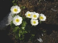 Ranunculus alpestris 5, Saxifraga-Willem van Kruijsbergen