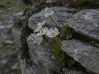 Ranunculus alpestris 53, Saxifraga-Luuk Vermeer