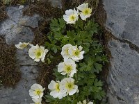 Ranunculus alpestris 6, Saxifraga-Willem van Kruijsbergen