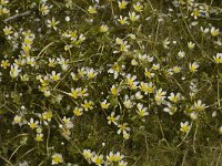 Ranunculus aquaticus var diffusus 4, Fijne waterranonkel, Saxifraga-Willem van Kruijsbergen