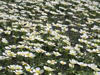 Ranunculus aquatilis 13, Middelste waterranonkel, Saxifraga-Hans Dekker