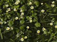 Ranunculus aquatilis 5, Fijne waterranonkel, Saxifraga-Jan van der Straaten