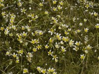 Ranunculus aquatilis var diffusus 4, Middelste waterranonkel, Saxifraga-Willem van Kruijsbergen