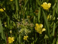 Ranunculus arvensis 10, Akkerboterbloem, Saxifraga-Ed Stikvoort