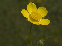 Ranunculus arvensis 3, Akkerboterbloem, Saxifraga-Willem van Kruijsbergen