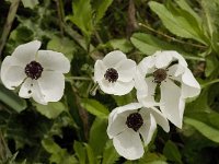 Ranunculus asiaticus 10, Saxifraga-Willem van Kruijsbergen