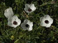 Ranunculus asiaticus 12, Saxifraga-Jan van der Straaten