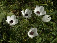 Ranunculus asiaticus 13, Saxifraga-Jan van der Straaten