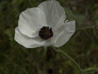 Ranunculus asiaticus 14, Saxifraga-Jan van der Straaten