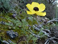 Ranunculus asiaticus 19, Saxifraga-Ed Stikvoort