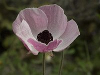 Ranunculus asiaticus 2, Saxifraga-Jan van der Straaten