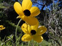 Ranunculus asiaticus 21, Saxifraga-Ed Stikvoort