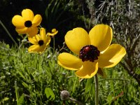 Ranunculus asiaticus 23, Saxifraga-Ed Stikvoort