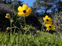 Ranunculus asiaticus 26, Saxifraga-Ed Stikvoort