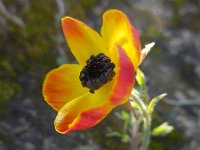 Ranunculus asiaticus 28, Saxifraga-Ed Stikvoort