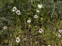 Ranunculus asiaticus 3, Saxifraga-Willem van Kruijsbergen