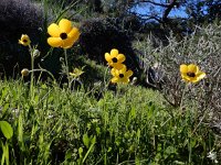 Ranunculus asiaticus 30, Saxifraga-Ed Stikvoort