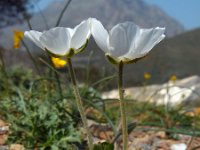 Ranunculus asiaticus 32, Saxifraga-Ed Stikvoort