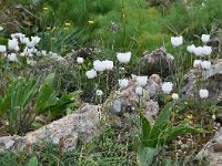 Ranunculus asiaticus 33, Saxifraga-Harry Jans