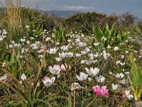 Ranunculus asiaticus 40, Saxifraga-Harry Jans