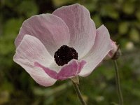 Ranunculus asiaticus 6, Saxifraga-Willem van Kruijsbergen