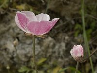 Ranunculus asiaticus 7, Saxifraga-Willem van Kruijsbergen