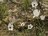 Ranunculus asiaticus 9, Saxifraga-Willem van Kruijsbergen