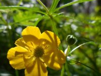 Ranunculus auricomus 12, Gulden boterbloem, Saxifraga-Ed Stikvoort